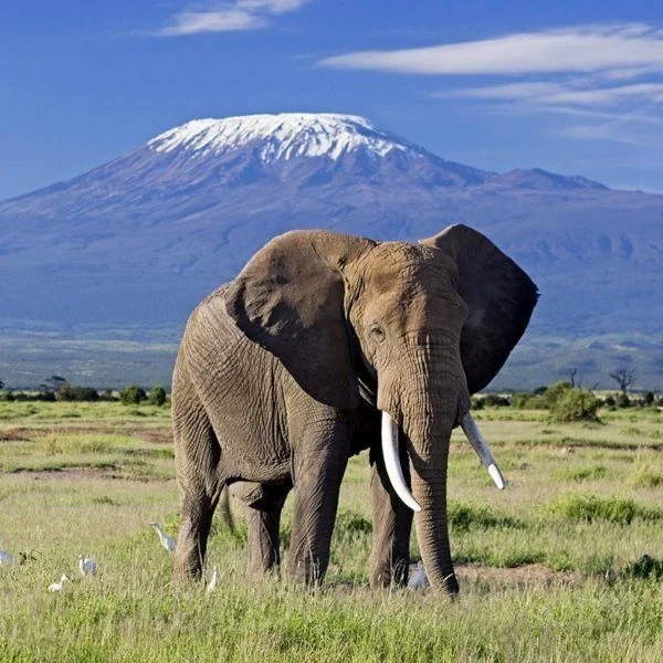 Elephant standing before Mount Kilimanjaro in Amboseli National Park Kenya