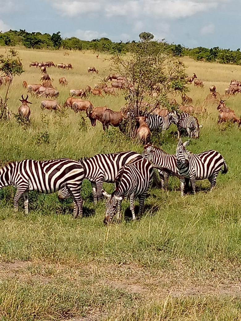 Maasai Mara Safari