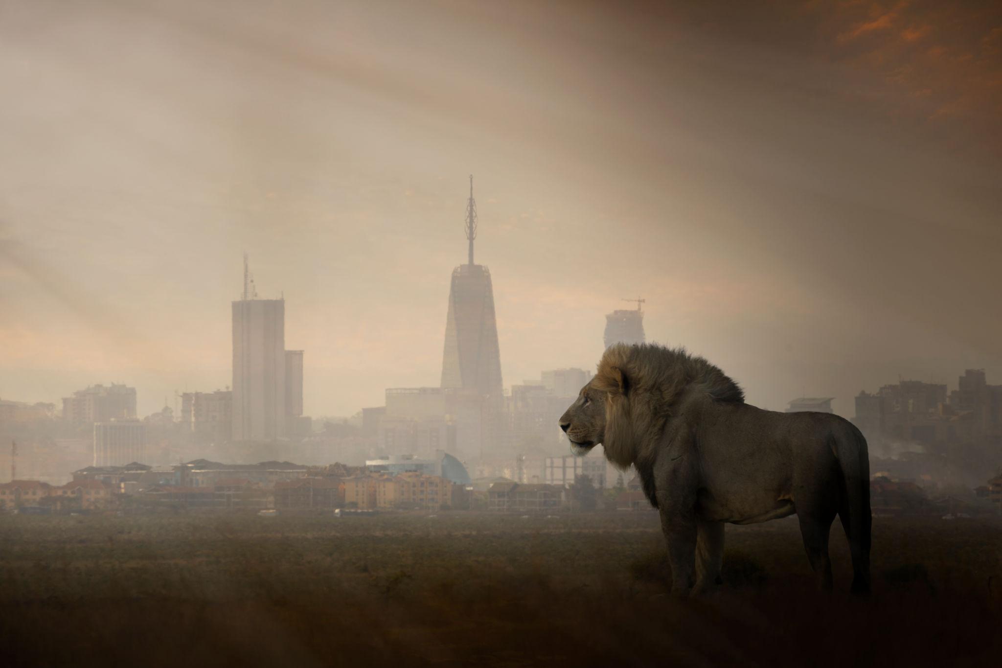 Nairobi National Park Tour