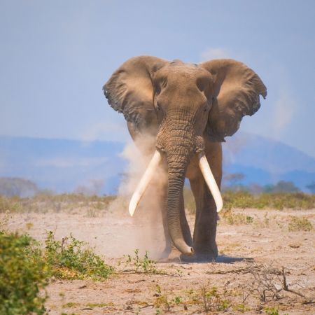 Amboseli National Park