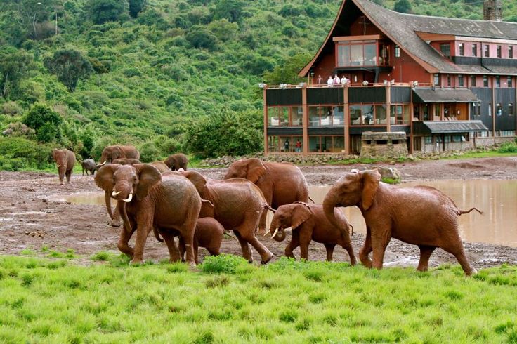 The Ark Lodge in Aberdare National Park, Kenya