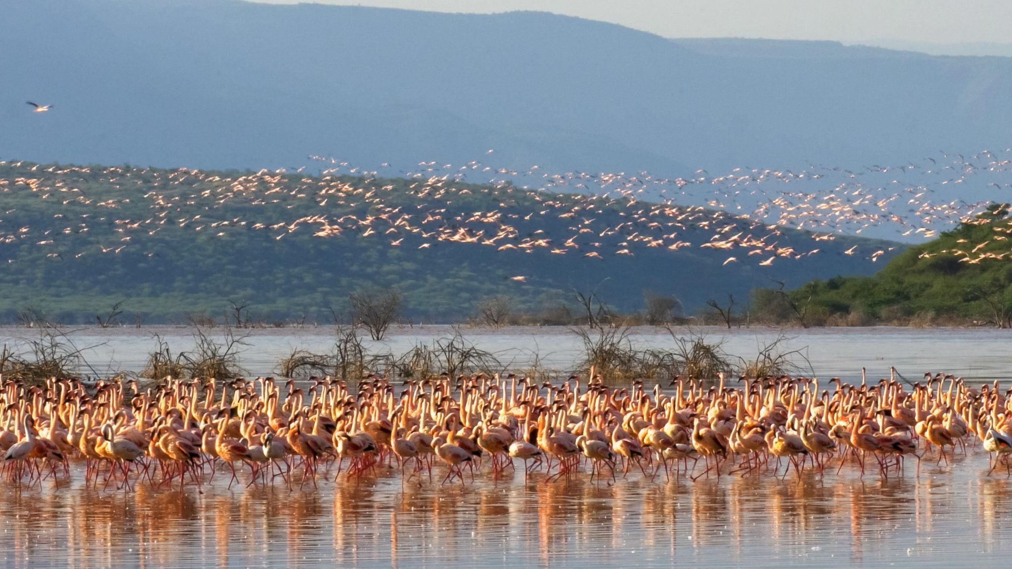 Lake Bogoria hotsprings & Flamingos