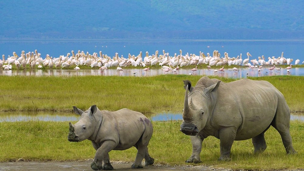 Lake Nakuru Flamingos