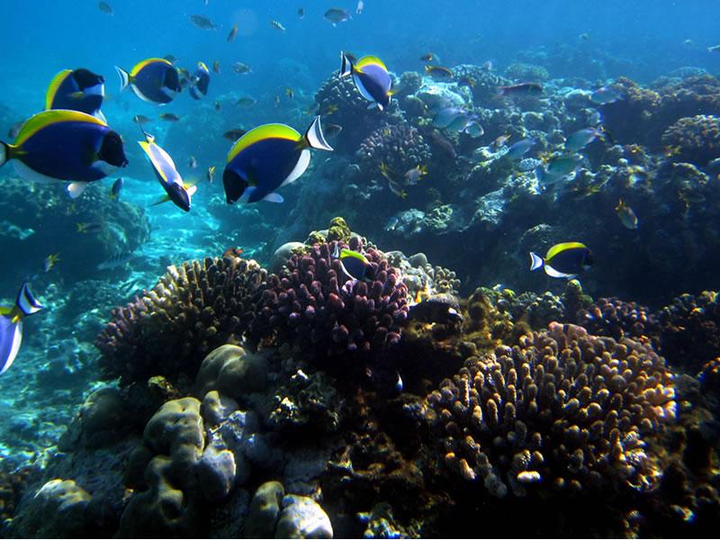 kenya-coastal marine parks tour