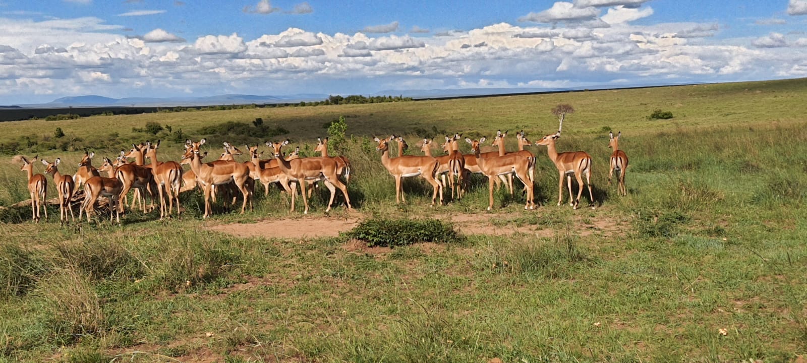 Affordable Maasai Mara Safaris